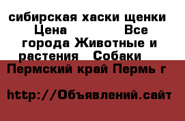 сибирская хаски щенки › Цена ­ 10 000 - Все города Животные и растения » Собаки   . Пермский край,Пермь г.